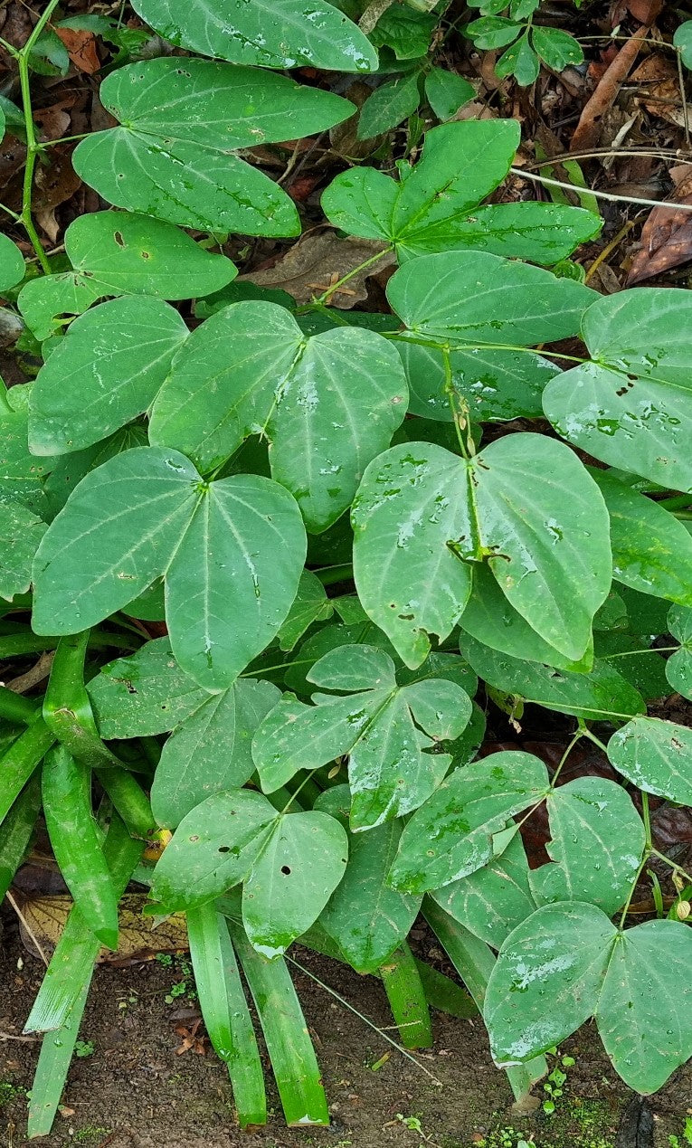 Te Herbal Pata De Vaca (Bauhinia forficata). Herbal Tea (Cow's Foot Leaves). 1 oz and 4 oz.