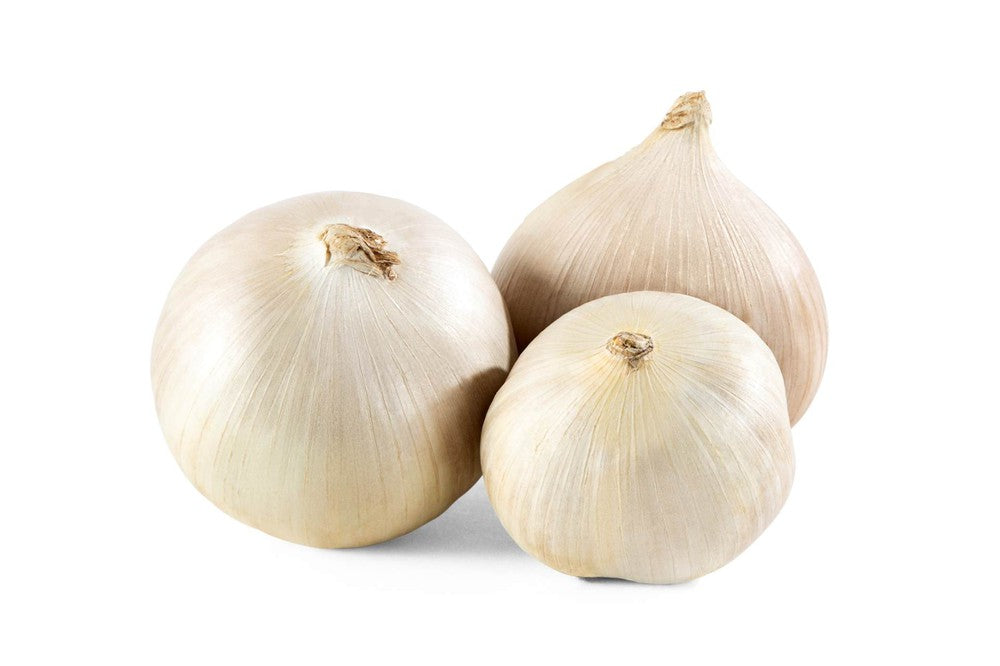 Elephant Garlic Rounds (Ajo Macho) Sorted Bulbs! Great for Fall Planting! (1 LB)