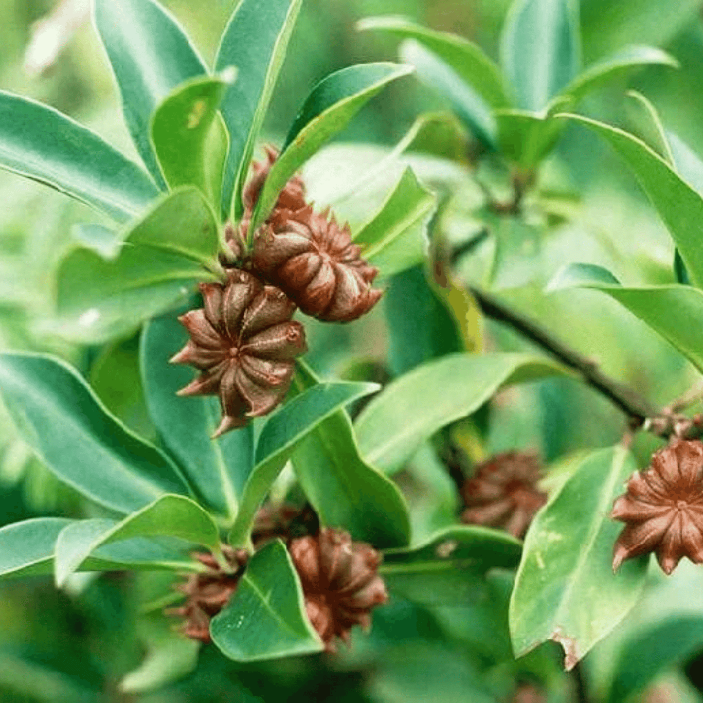 Star Anise Seeds or Star Anise Pods (Anis Estrella) (2 lb)