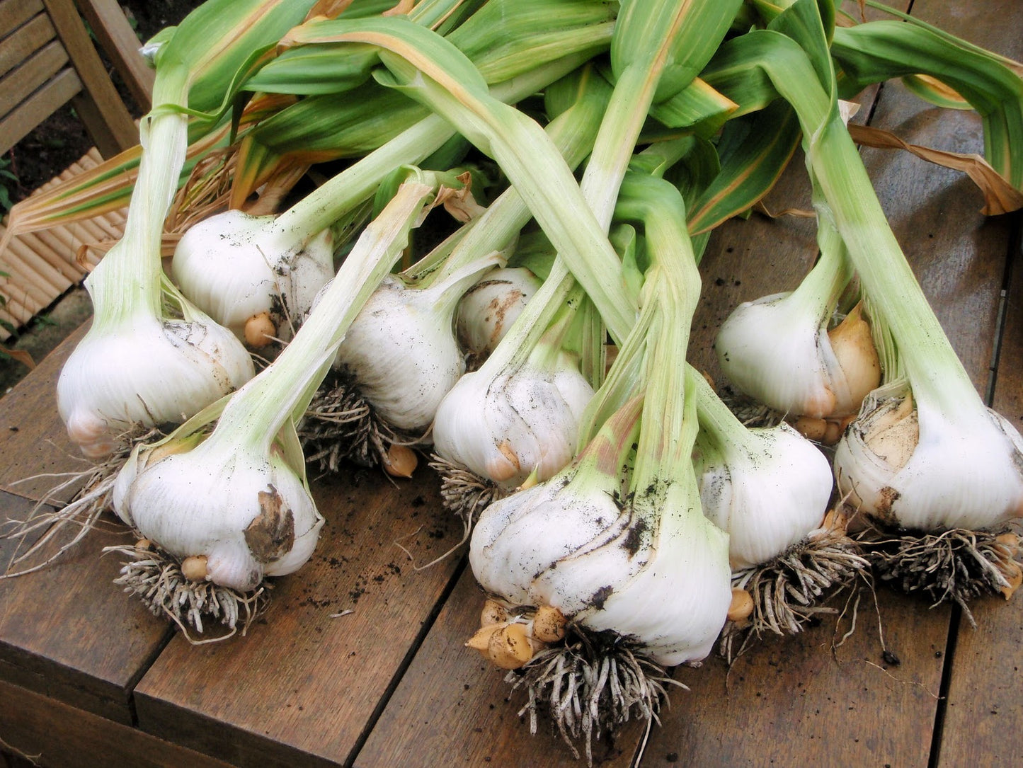 Japanese Garlic (Ajo Japones) 100% Natural!!! 20 LB