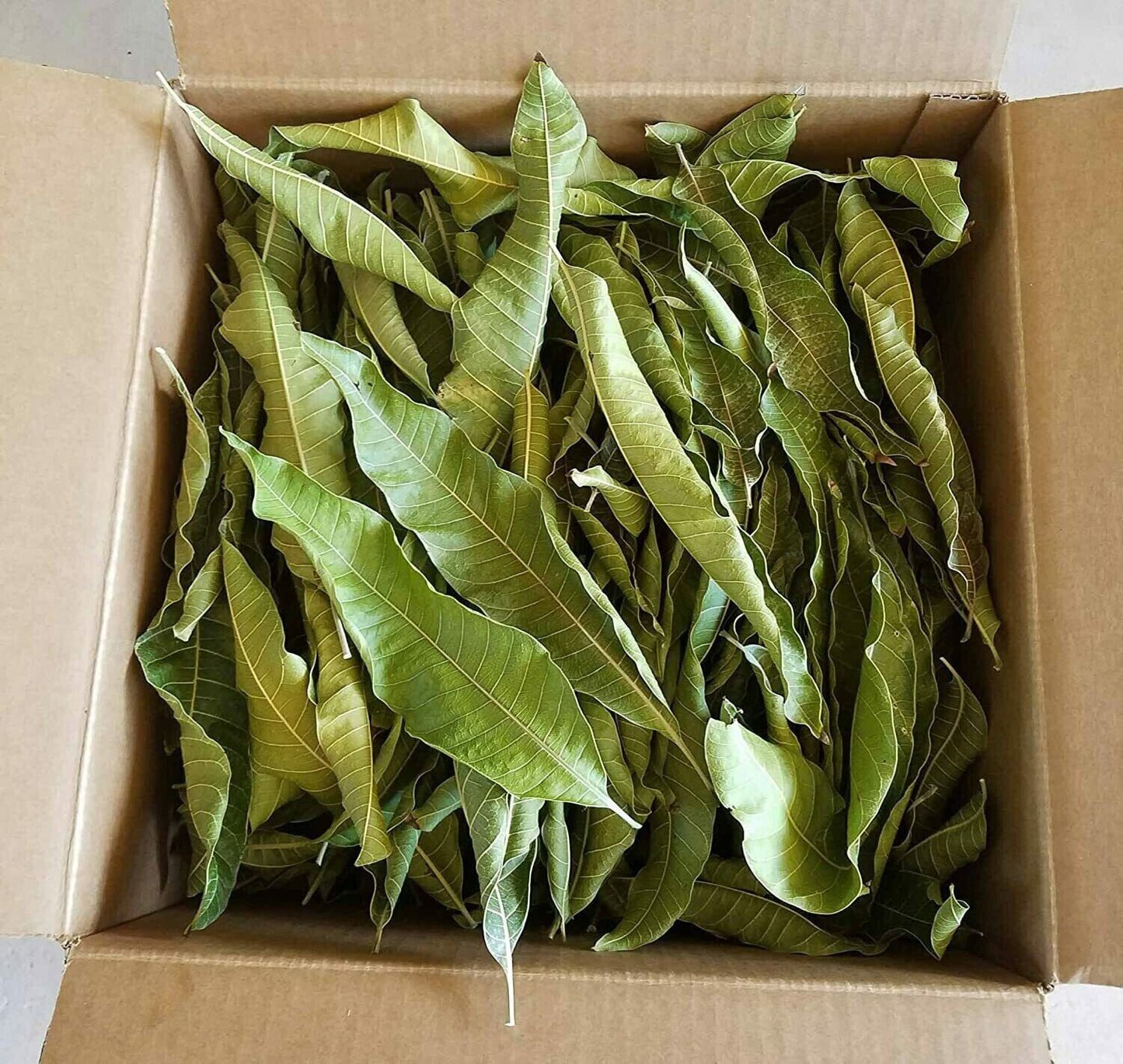 Natural Whole Dried Mango Leaves, Mango Loose Leaf Tea, (Hojas de Mango): 2 oz and 4 oz.