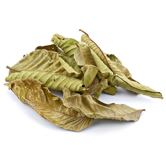 Dried Guava Leaves, Hojas de Guayaba, Loose Guava Leaf Tea. 5 Lbs.