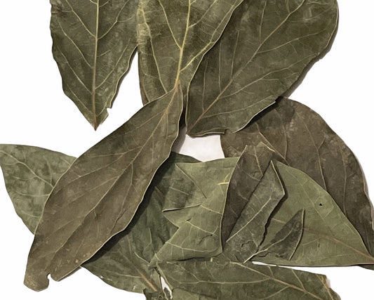 Dried Avocado Leaves, Hojas de Aguacate Seco, Avocado Leaves Tea: 5 Lbs.
