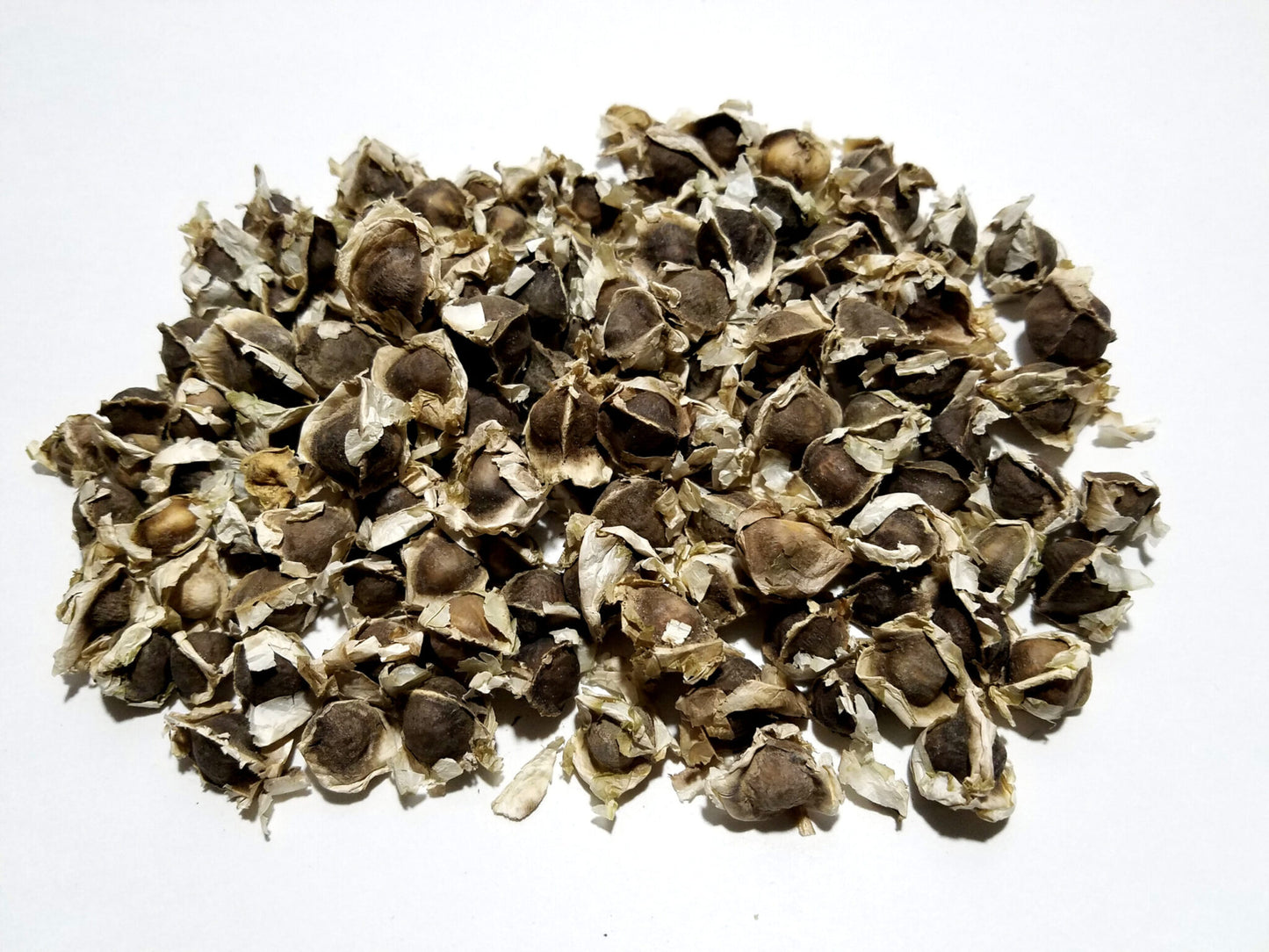 Moringa Oleifera Seeds (Semillas de Moringa) 5 lb