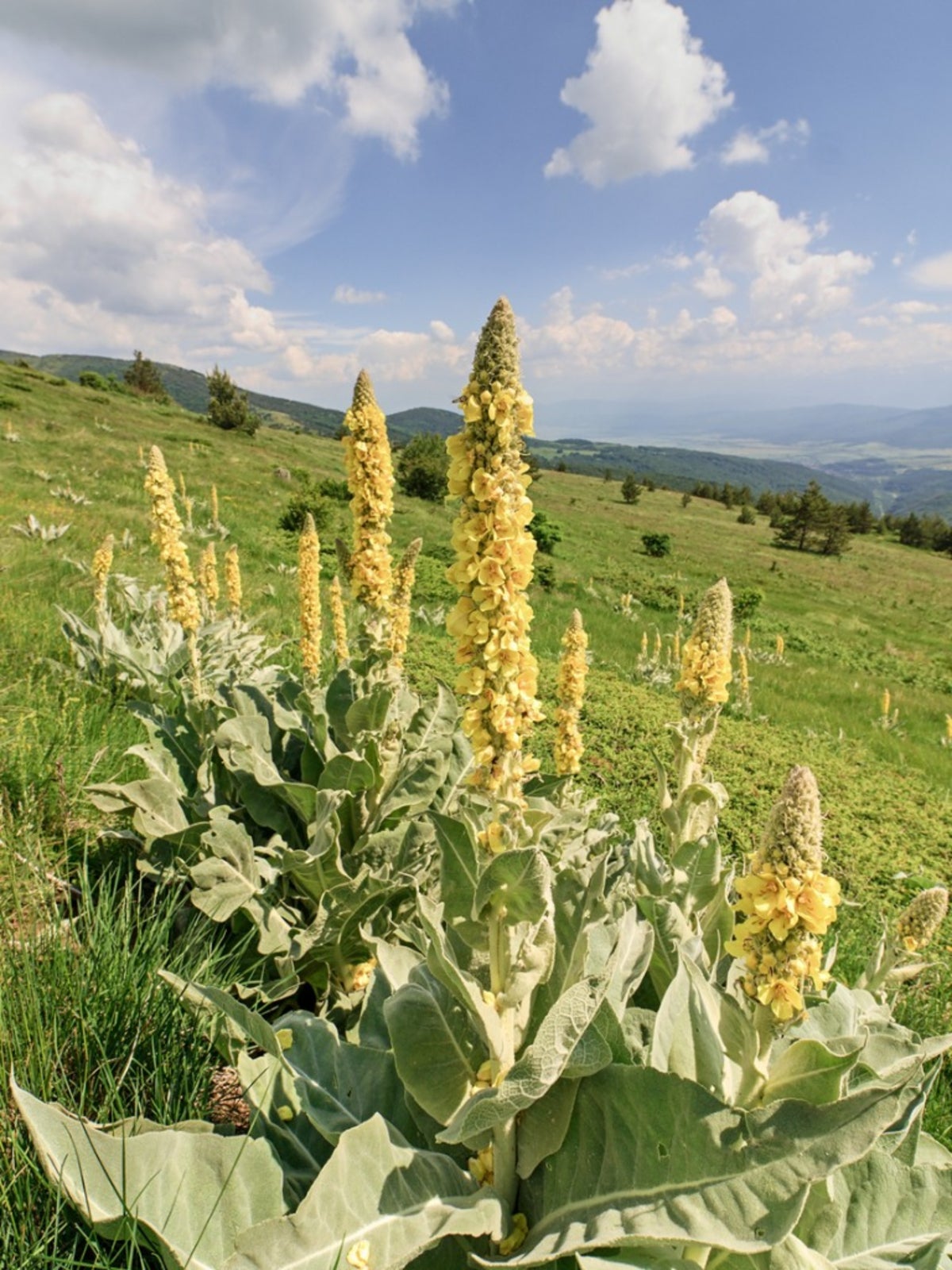Mullein Flowers Dried – Whole Verbascum Flowers | Gordolobo Seco | 2 oz and 4 oz.